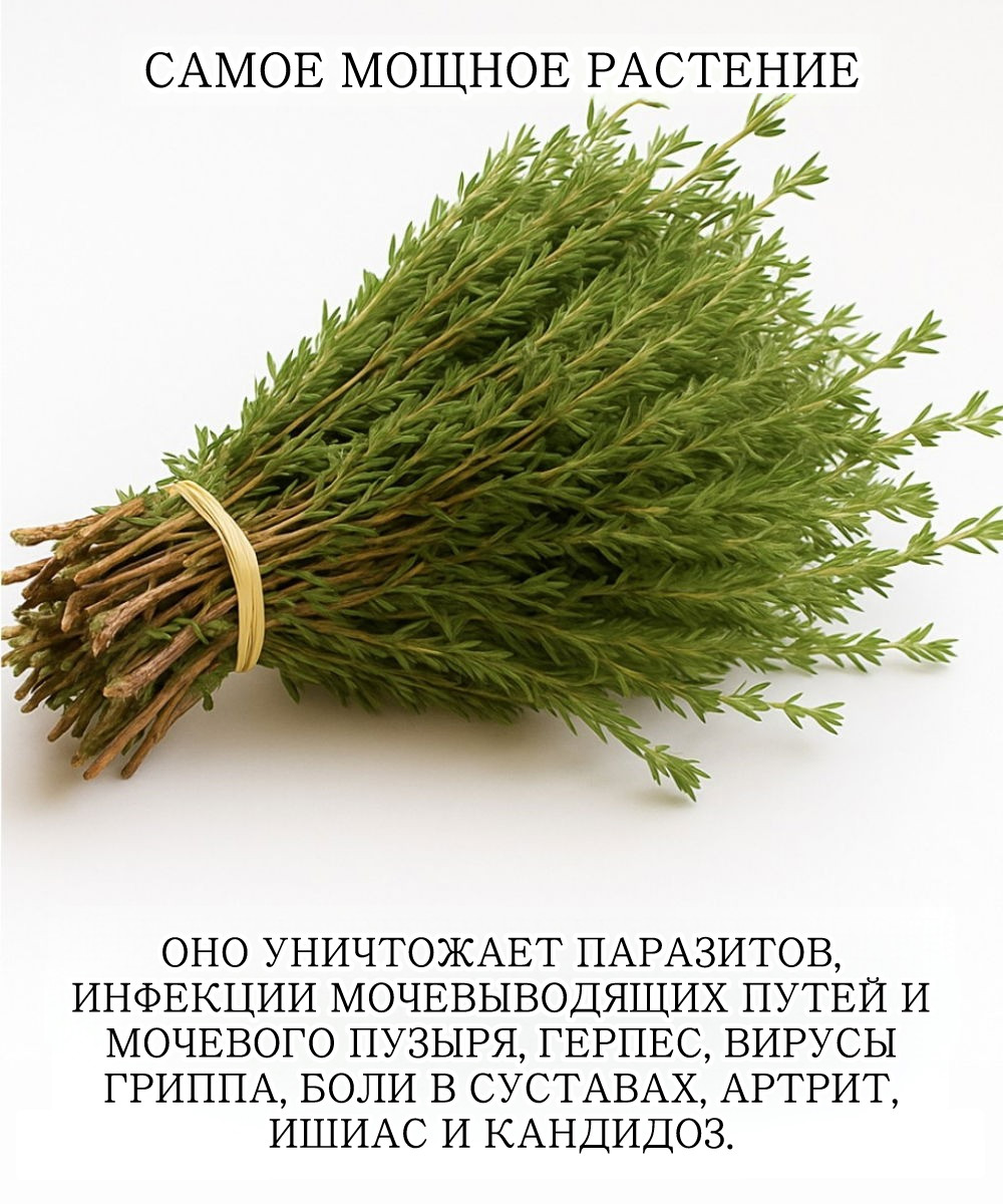 Вы можете узнать орегано как ароматную добавку к пицце.