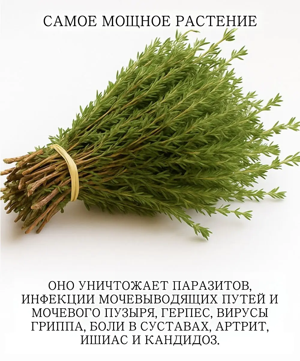 Вы можете узнать орегано как ароматную добавку к пицце.