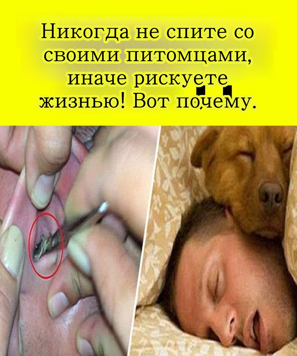 Насколько тесно вы общаетесь со своим питомцем?