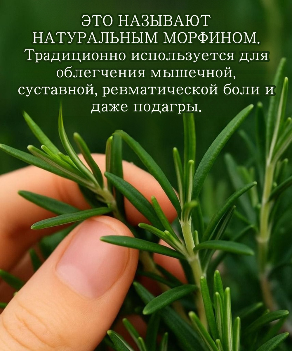 Как обильно выращивать это растение дома.