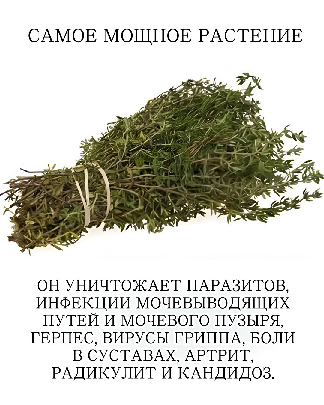 Его часто посыпают на пиццу или в средиземноморские блюда...