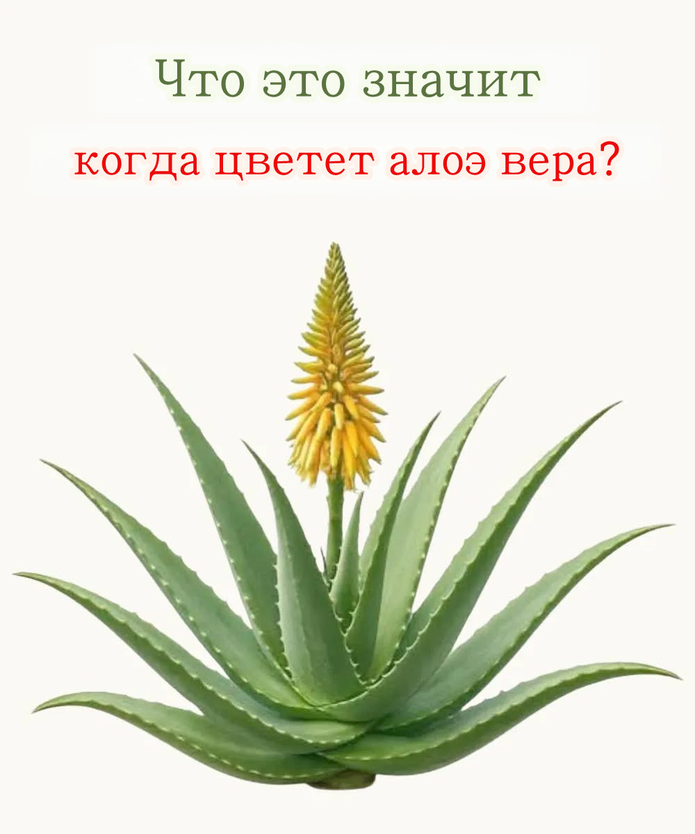 Алоэ вера, обычно известное как алоэ
