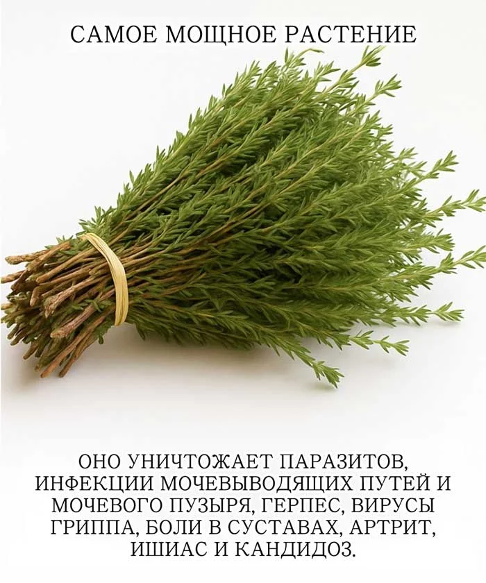Article Image 1