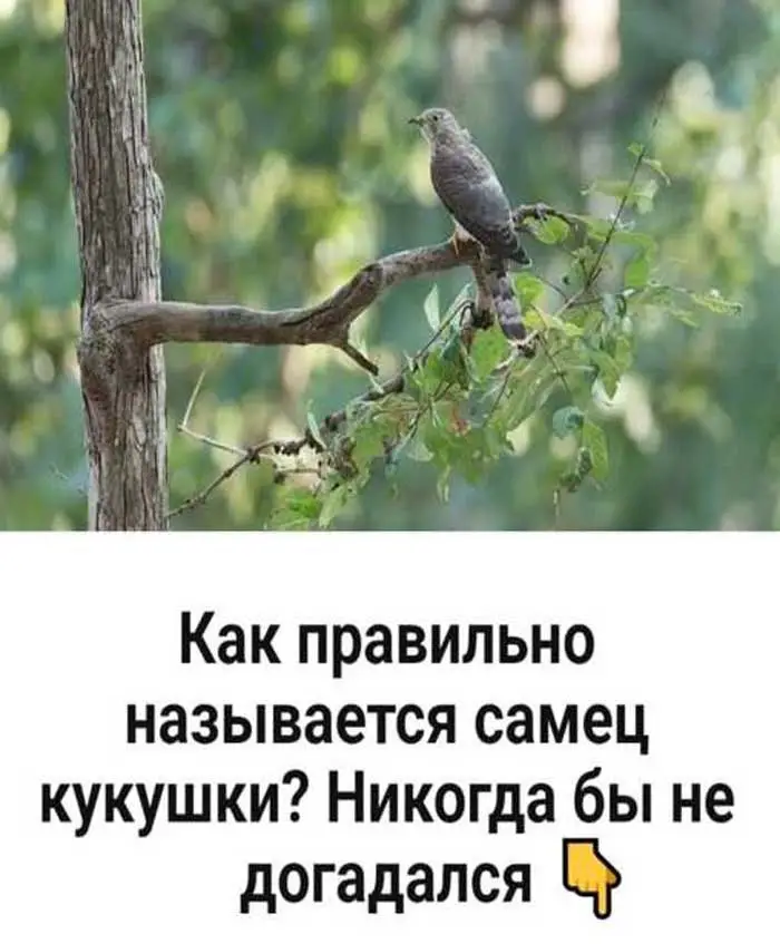 Article Image 1