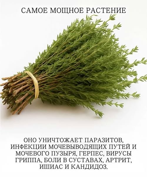 Main Article Image