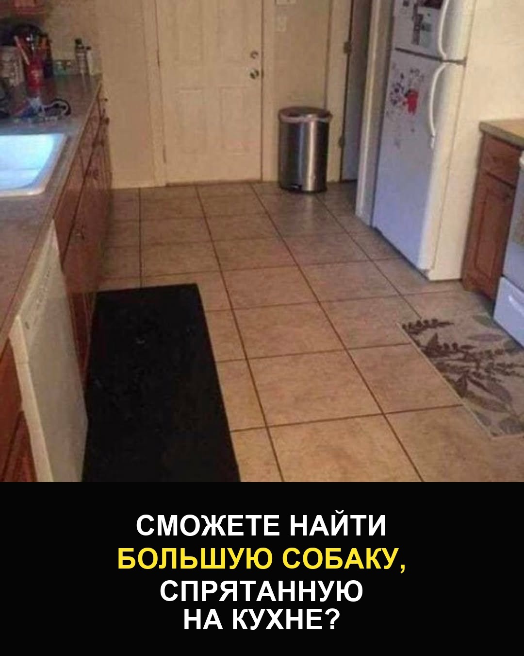 Сможете найти большую собаку, спрятанную на кухне?