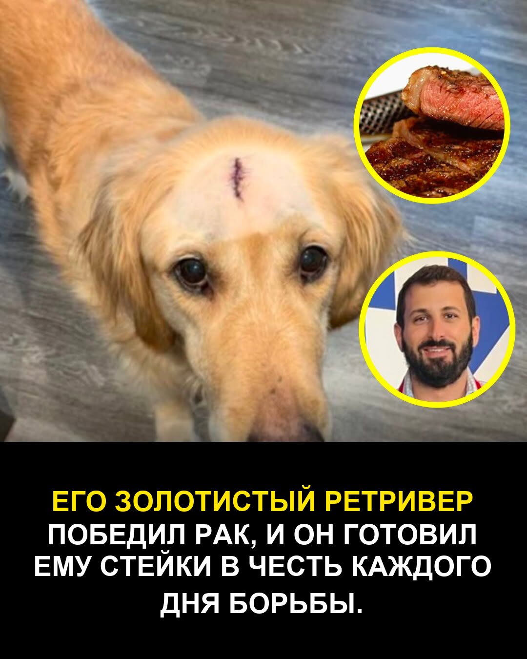 Его золотистый ретривер победил рак, и он готовил ему стейки в честь каждого дня борьбы