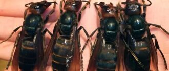 Самое опасное насекомое: почему все боятся murder hornet