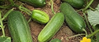 Врачи раскрыли, что на самом деле дают организму обычные огурцы в салате