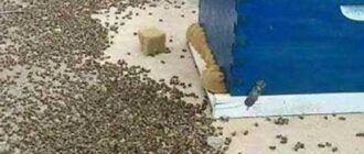 Почему массовая гибель пчёл тревожит не только пчеловодов